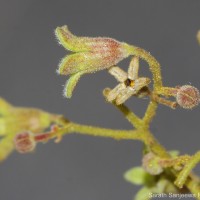 Sterculia urens Roxb.